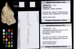 Foto (Objekt + Etiketten) von Cracensigillatus gracilirostrus (Robins et al., 2013) 